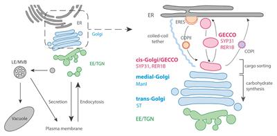 Differentiation of Trafficking Pathways at Golgi Entry Core Compartments and Post-Golgi Subdomains